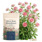 50 Pcs Silver Rose Strawflower Seeds for Planting Outdoors, Grow Robust, Easy to Care Papery Pink Blooms for Yard Borders