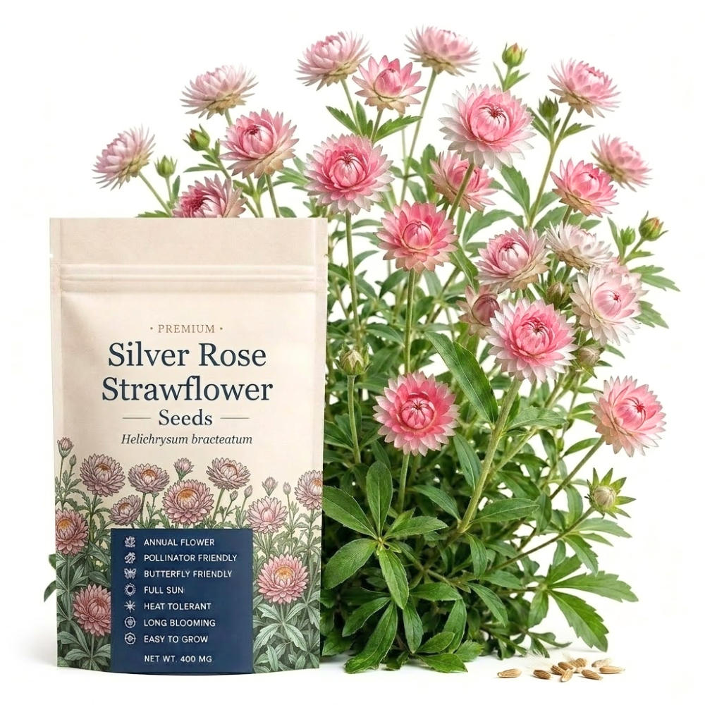 50 Pcs Silver Rose Strawflower Seeds for Planting Outdoors, Grow Robust, Easy to Care Papery Pink Blooms for Yard Borders