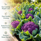 200 Purple Cauliflower Seeds, Non GMO, Easy to Grow Vegetable Seeds, Sweet Aromatic Violet Heads, Ideal for Outdoor Gardens