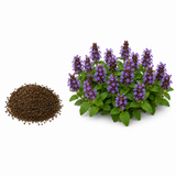 200 Heal All Seeds (Prunella vulgaris), Heirloom, Drought Tolerant, High-Yield Perennial, for Borders & Pollinator Gardens