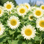 60 ProCut White Lite Sunflower Seeds for Planting, Non-GMO, Easy to Grow, Single Stem Sunflower Seeds, Striking Pastel Cream Blooms, Perfect Unique Gift