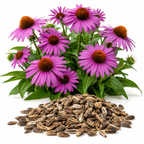 400 Purple Coneflower Seeds, Heirloom Echinacea Purpurea Seeds, Hardy, Pink Purple Perennial Blooms, for Backyard Gardens, Patios & Landscape