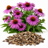 400 Purple Coneflower Seeds, Heirloom Echinacea Purpurea Seeds, Hardy, Pink Purple Perennial Blooms, for Backyard Gardens, Patios & Landscape