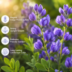 150 Pcs Blue Wild Indigo Seeds for Planting, Non GMO, Low Maintenance, Perennial Flower Seeds for Backyard Landscape