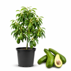 Avocado Tree Live Plants | Russell Avocado Trees Live Plants 30–36 Inch Tall | Potted Fruit Tree for Outdoor Growing & Backyard Gardens (No Ship to CA,HI,AK)