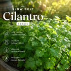 300 Slow Bolt Cilantro Seeds for Planting Outdoors, Non-GMO Coriandrum sativum Seeds, High-Yielding, Heat Tolerant Edible Herb Seeds, Aromatic Green Leaves