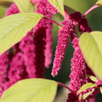 600 Pcs Love Lies Bleeding Seeds, Heirloom Amaranthus Caudatus for Planting, Fast-Growing Plants for Bright Sunlit Gardens