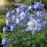 200 Pcs Blue Columbine Seeds Perennial, Heirloom Bi-Color Floral for Planting, Robust Fast-Growing Perennials for Partial Sun Gardens