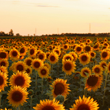 50 Pcs Autumn Beauty Sunflower Seeds, Heirloom Floral, Grow Robust Low Maintenance Tall Blooms, Easy to Care Outdoor Yard Border Decor