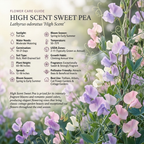 40 Pcs Sweet Pea Seeds, Heirloom High Scent Flowers for Planting, Robust Fast-Growing Vines for Bright Sunlit Spring Gardens