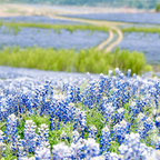 100 Pcs Texas Bluebonnet Seeds, Heirloom Lupinus Texensis for Planting, Fast-Growing Wildflowers for Bright Sunlit Gardens