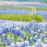 100 Pcs Texas Bluebonnet Seeds, Heirloom Lupinus Texensis for Planting, Fast-Growing Wildflowers for Bright Sunlit Gardens