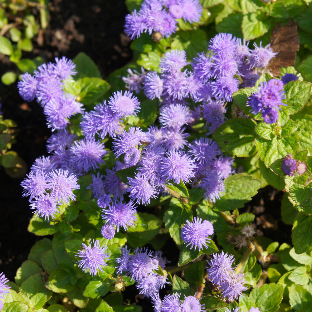 240 Pcs Blue Mink Ageratum Seeds by GINGERGLOW, Heirloom Dwarf Flowers for Planting, Fast-Growing Compact Plants for Bright Sunlit Gardens
