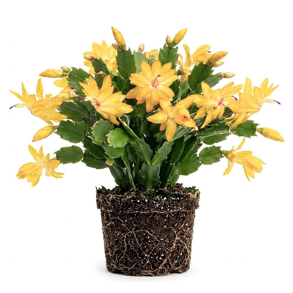 Orange Christmas Cactus Plant, 5-6 Inch Tall, Winter Blooming Succulent Starter for Home Décor, Low Maintenance Plant for Bright Indoor Spaces and Holiday Gifts