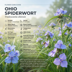 200 Pcs Ohio Spiderwort Seeds, Heirloom Blue Floral Mix for Planting, Robust Fast-Growing Perennial Plants for Sunlit Gardens