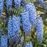 2 Blue Wisteria Plant Live, 2.5 Inch Pot Size, Well-Rooted Flowering Plant, Low Maintenance Ornamental Vine for Sunny Outdoor Spots