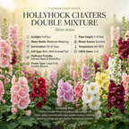 100 Hollyhock Seeds, High Germination Chaters Double Mix for Planting - Robust Low Maintenance Tall Flowers for Sunlit Yard Borders