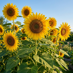 30 Mammoth Sunflower Seeds, High Germination Grey Stripe Seeds for Planting, Low Maintenance Giant Yellow Flowers for Outdoor Gardens