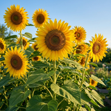 30 Mammoth Sunflower Seeds, High Germination Grey Stripe Seeds for Planting, Low Maintenance Giant Yellow Flowers for Outdoor Gardens
