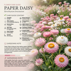 1000 Pcs Paper Daisy Seeds, Heirloom Strawflower Mix for Planting, Robust Fast-Growing Plants for Bright Sunlit Gardens & Floral Crafts