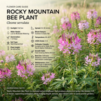 100 Pcs Rocky Mountain Bee Plant Seeds, Heirloom Spider Flowers for Planting, Fast-Growing Tall Plants for Bright Sunlit Gardens
