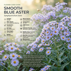 1000 Pcs Blue Aster Seeds, High Germination Fall Blooming for Planting, Low Maintenance Striking Blue Flowers for Sunlit Gardens