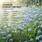 300 Pcs Chinese Forget Me Not Seeds, Vigorous Heirloom Floral for Planting, Fast-Growing Plants for Bright Sunlit Gardens