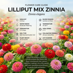 100 Zinnia Seeds, Heirloom Lilliput Mix for Planting, Robust Low Maintenance Colorful Dwarf Flowers for Sunlit Yard Borders