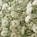 1000 Pcs Baby's Breath Seeds, Heirloom Gypsophila for Planting, Fast-Growing Flowers for Charming Sunlit Gardens & Floral Crafts