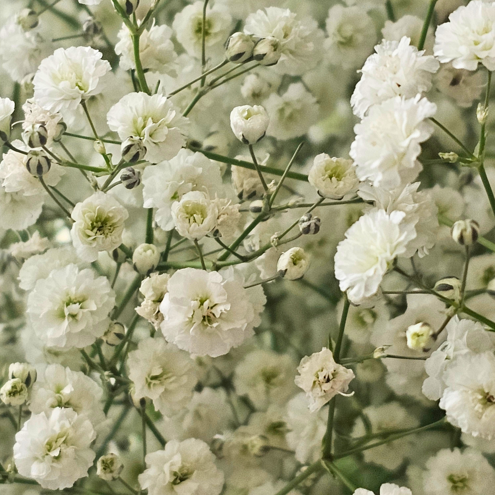 1000 Pcs Baby's Breath Seeds, Heirloom Gypsophila for Planting, Fast-Growing Flowers for Charming Sunlit Gardens & Floral Crafts