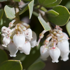 Live Salal, 4" Bare Root Starter Plant, Cold-Hardy Gaultheria Shallon Evergreen, Well-Rooted Native Shrub for Shade Gardens