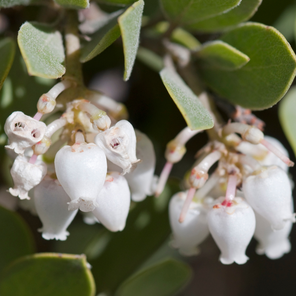 Live Salal, 4" Bare Root Starter Plant, Cold-Hardy Gaultheria Shallon Evergreen, Well-Rooted Native Shrub for Shade Gardens