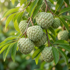 (No Ship to CA,HI,AK) Green Sugar Apple Tree Live Plant in 1 Gallon Pot | Tropical Annona Squamosa Custard Apple Tree | 16-24 Inches Tall | Well Rooted | Easy to Grow | Live Plant