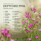 200 Pcs Non-GMO Deptford Pink Seeds, Heirloom Dianthus Armeria for Planting, Fast-Growing Wildflowers for Bright Sunlit Yards
