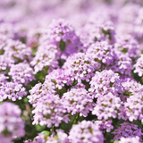 500 Pcs Creeping Thyme Seeds, Vigorous Heirloom Purple Floral Cover for Planting, Fast-Growing Perennial Plants for Bright Sunlit Yards