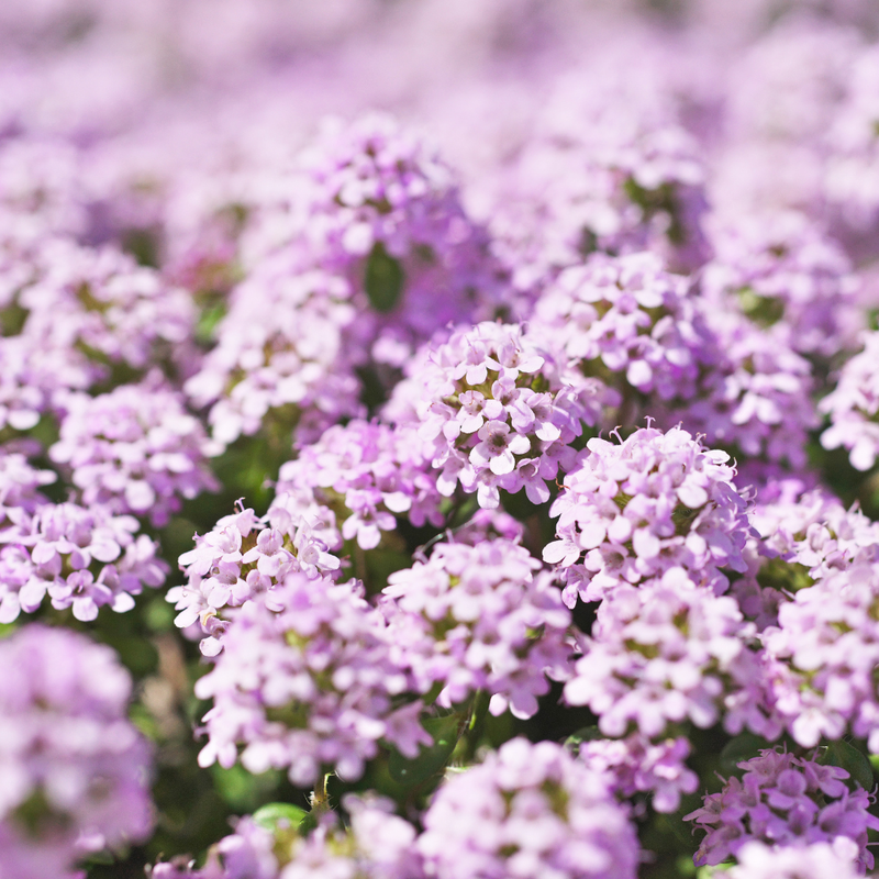 500 Pcs Creeping Thyme Seeds, Vigorous Heirloom Purple Floral Cover for Planting, Fast-Growing Perennial Plants for Bright Sunlit Yards