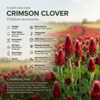 2000 Pcs Crimson Clover Seeds, Heirloom Red Flower Cover Crop for Planting, Fast-Growing Plants for Bright Sunlit Yards