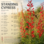 400 Pcs Standing Cypress Seeds, Heirloom Fiery Red Floral Spikes for Planting, Robust Fast-Growing Plants for Bright Sunlit Gardens