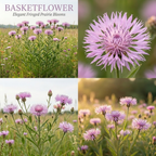 200 Basketflower Seeds for Planting Outdoors, Grow Robust, Easy to Care Fringed Pink Blooms for Sunlit Yard Borders