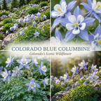 100 PCs Columbine Seeds for Planting, Non-GMO Heirloom Colorado Blue Seeds, Low Maintenance Cold-Hardy Blue & White Blooms for Yard Borders