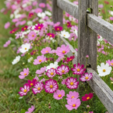 200 Pcs Sea Shells Cosmos Seeds, Heirloom Fluted Flower Mix for Planting, Fast-Growing Plants for Bright Sunlit Gardens & Floral Crafts