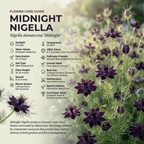 200 Pcs Midnight Nigella Seeds for Outdoors, Adaptable Heirloom Yielding Striking Deep Purple Petals, Cold-Hardy Plants for Captivating Spring Landscapes