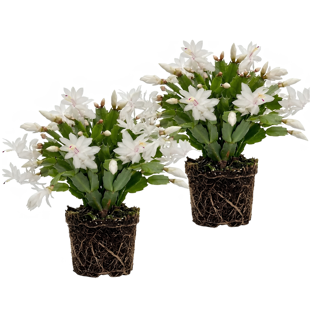 2 Red Christmas Cactus Live Plant, 5-6 Inch Tall, Easy to Care Indoor Winter Houseplant for Office Desk and Patio Decor, Vigorous Live Holiday Plant