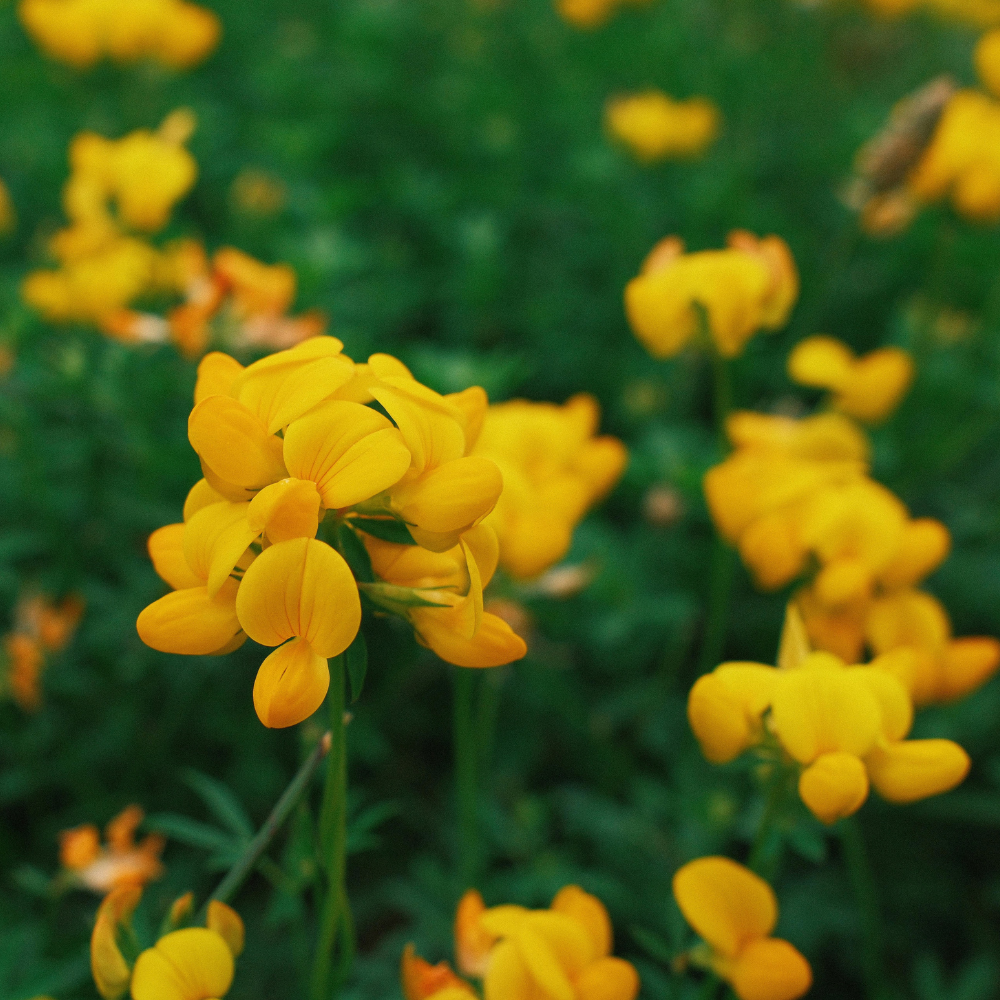 600 Pcs Birdsfoot Trefoil Seeds for Planting Outdoors, Grow Robust, Easy to Care Creeping Yellow Flowers for Yard Borders