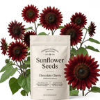 50 Chocolate Cherry Sunflower Seeds, High Germination Mix for Planting, Robust Low Maintenance Dark Velvet Flowers for Sunlit Yard Borders