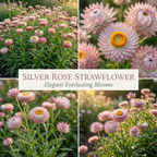 50 Pcs Silver Rose Strawflower Seeds for Planting Outdoors, Grow Robust, Easy to Care Papery Pink Blooms for Yard Borders