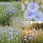 400 Pcs Chicory Seeds, Non-GMO Herb Seeds for Planting, Robust Low Maintenance Striking Blue Flowers for Sunlit Gardens
