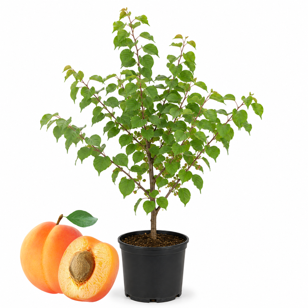 (No Ship to CA,HI,AK) Apricot Tree, Established 3 Gallon Pot, Low Maintenance Deciduous Shade Tree for Homeowners, Resilient Cold-Hardy Plant for Edible Landscapes & Sweet Summer Harvests