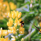 100 Pcs Yellow Lupine Seeds for Outdoors, Heirloom Lupinus Luteus for Planting, Sturdy Drought-Tolerant Plants for Spring Landscapes