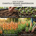 30 Pcs Chantilly Bronze Snapdragon Seeds, Heirloom Non-GMO Open-Faced Flowers, Sturdy Tall Stems for Cut Floral Bouquets
